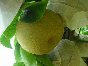 DSCN9312